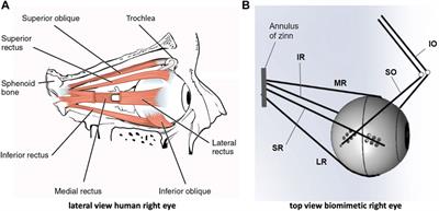 Realistic 3D human saccades generated by a 6-DOF biomimetic robotic eye under optimal control